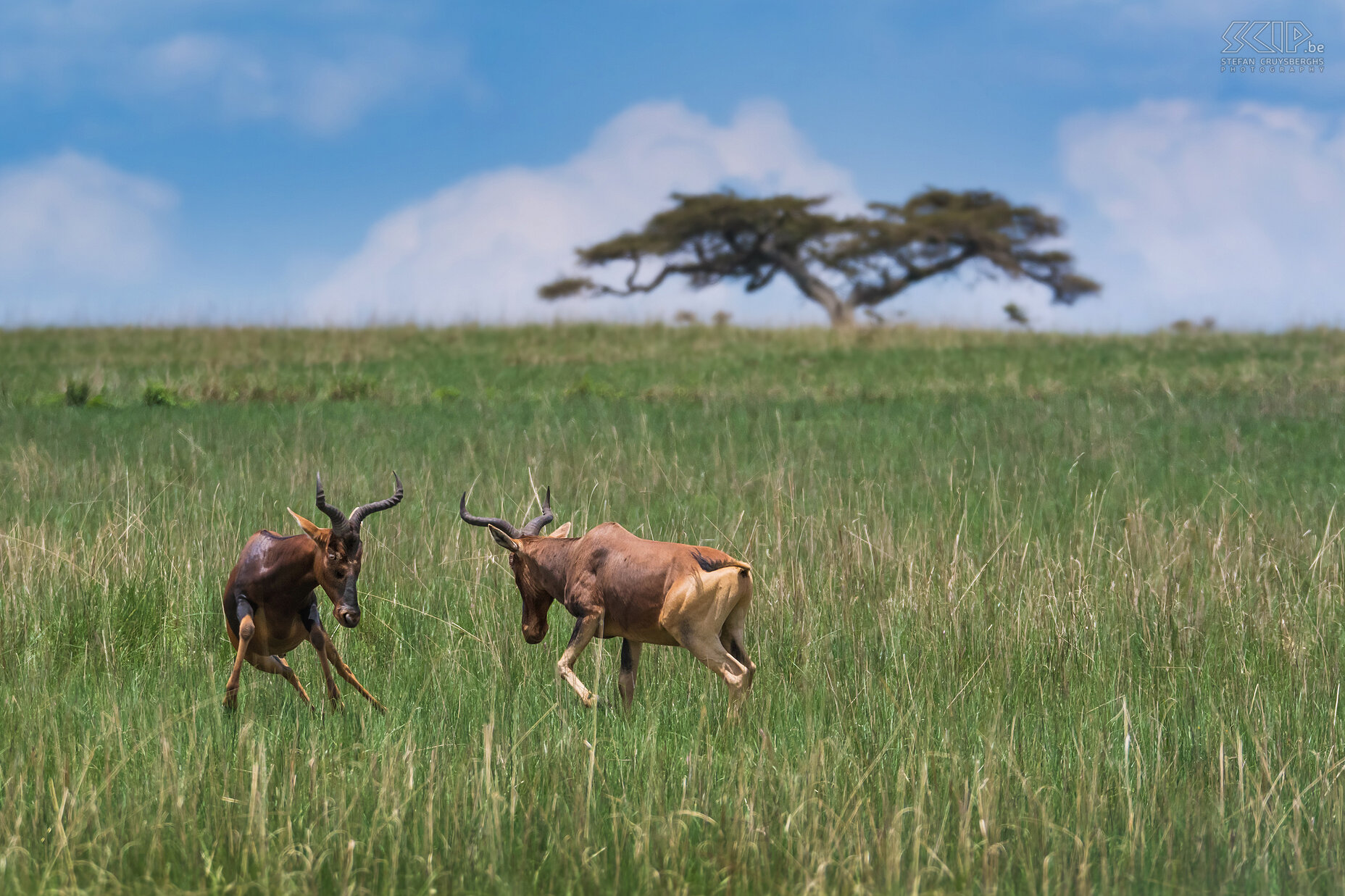 Senkele - Fighting hartebeests Two fighting Swayne's hartebeests (Alcelaphus buselaphus swaynei). The Swayne's hartebeest is endemic and endangered and can only be found in the Senkele Wildlife Sanctuary and in Maze National Park. Stefan Cruysberghs